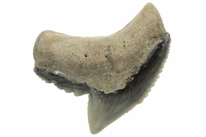 Fossil Tiger Shark (Galeocerdo) Tooth - Aurora, NC #237992